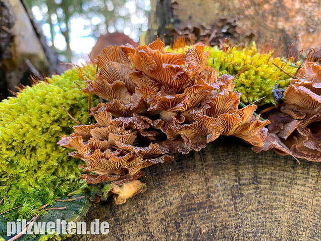 Herber Zwergknäueling, Panellus stipticus