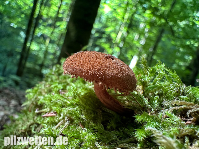 Igelschüppchenschnitzling, Phaeomarasmius erinaceus