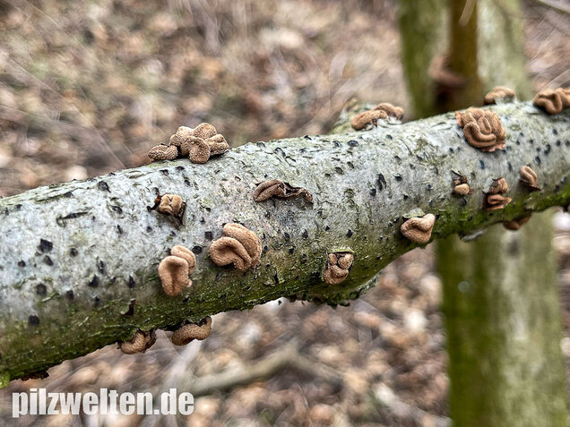 Hasel-Kleiebecherling, Haselbecherling, Encoelia furfuracea