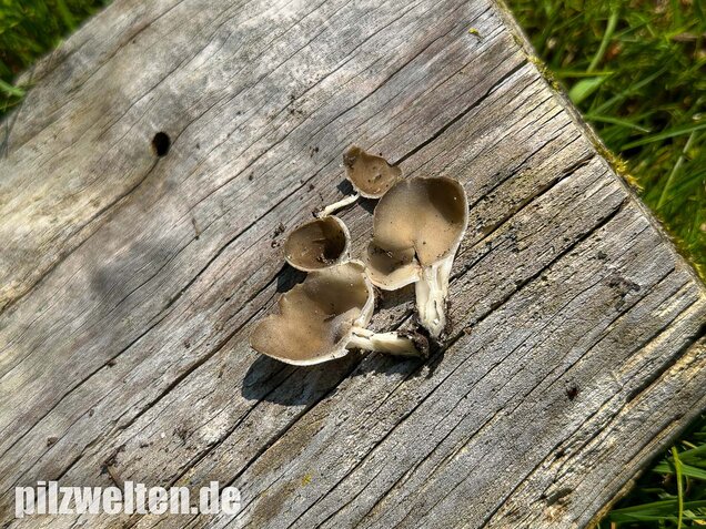Kleine Becherlorchel, Dissingia confusa