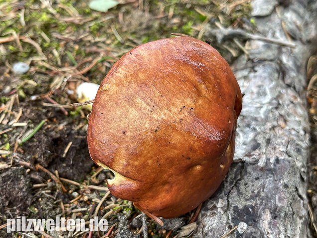 Körnchenröhrling, Suillus granulatus