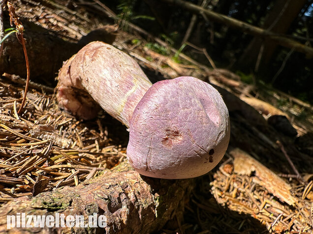 Lila-Dickfuß, Safranfleischiger Dickfuß,  Cortinarius traganus