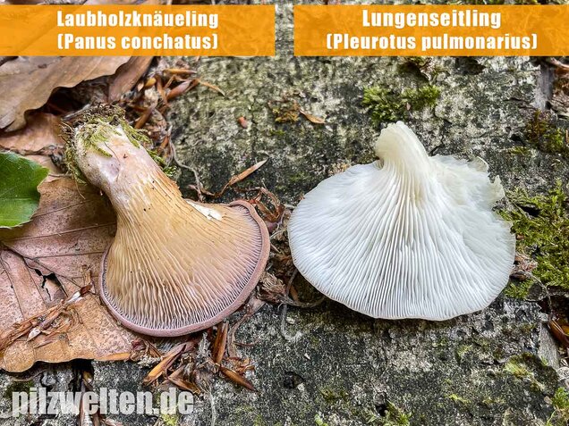 Lungenseitling, Pleurotus pulmonarius