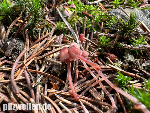 Purpurschneidiger Bluthelmling, Kleiner Bluthelmling, Mycena sanguinolenta