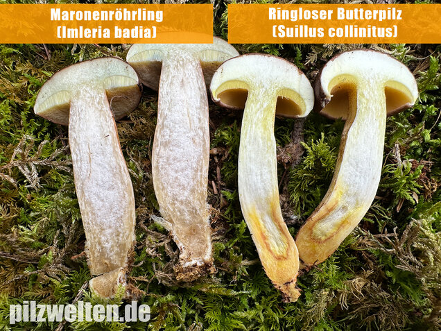 Ringloser Butterpilz, Suillus collinitus