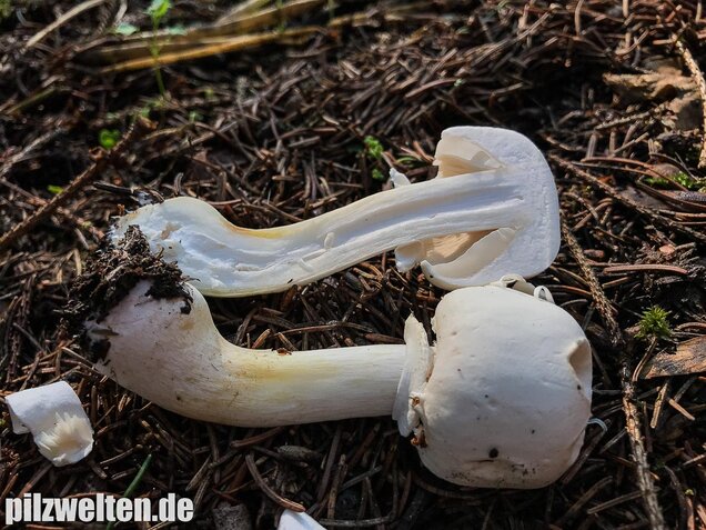 Rosablättriger Egerlingsschirmling, Leucoagaricus leucothites