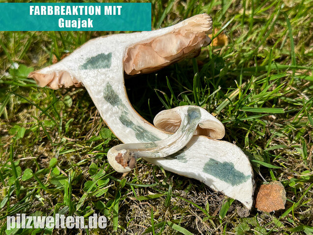 Schlehenrötling, Blasser Frühlingsrötling, Entoloma sepium