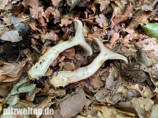 Süßlicher Buchenmilchling, Lactarius subdulcis