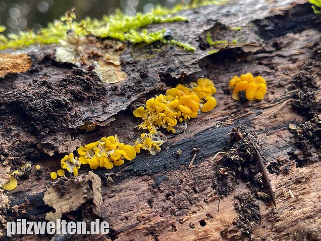 Weiden-Stängelbecherchen, Hymenoscyphus conscriptus