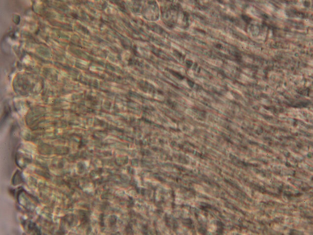 Weiden-Stängelbecherchen, Hymenoscyphus conscriptus