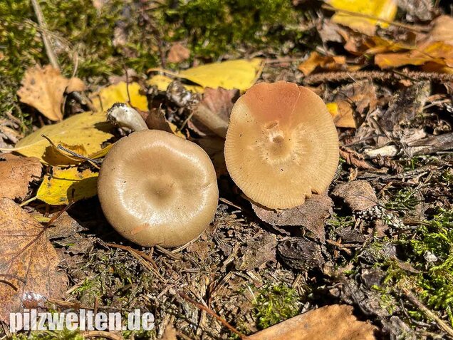 Weidenrötling, Entoloma sericatum