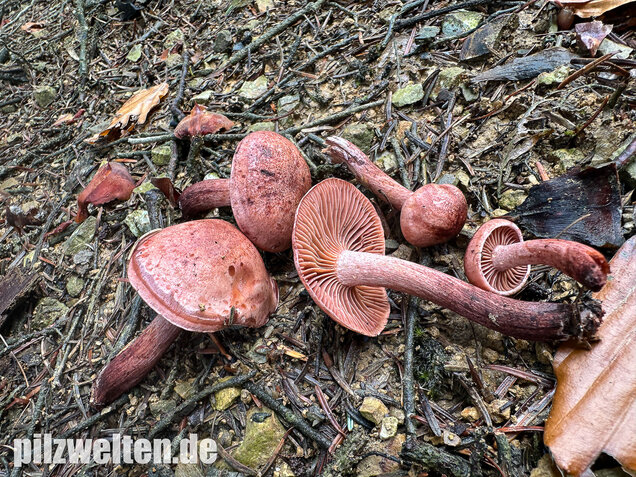 Weinroter Purpur-Schneckling, Hygrophorus capreolarius