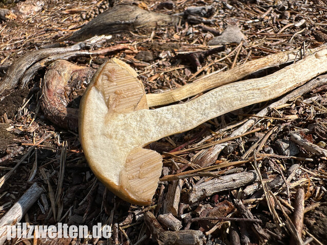 Weißer Birkenpilz, Leccinum holopus