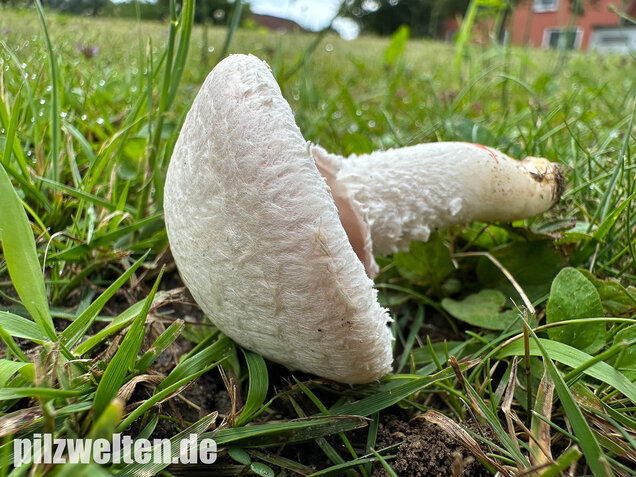 Wiesenchampignon, Wiesenegerling, Erdgürtel, Agaricus campestris