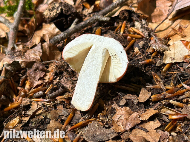 Zinnoberroter Täubling, Harter Zinnobertäubling, Russula rosea
