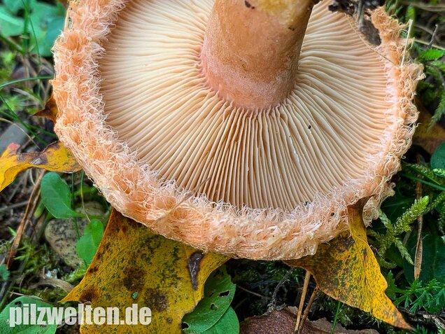Zottiger Birkenmilchling, Lactarius torminosus