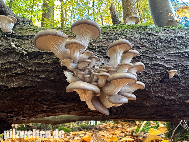 Austernseitling, Austernpilz, Kalbfleischpilz, Pleurotus ostreatus