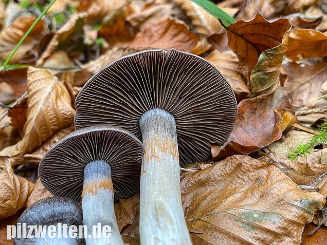 Bitterer Schleimkopf, Cortinarius infractus