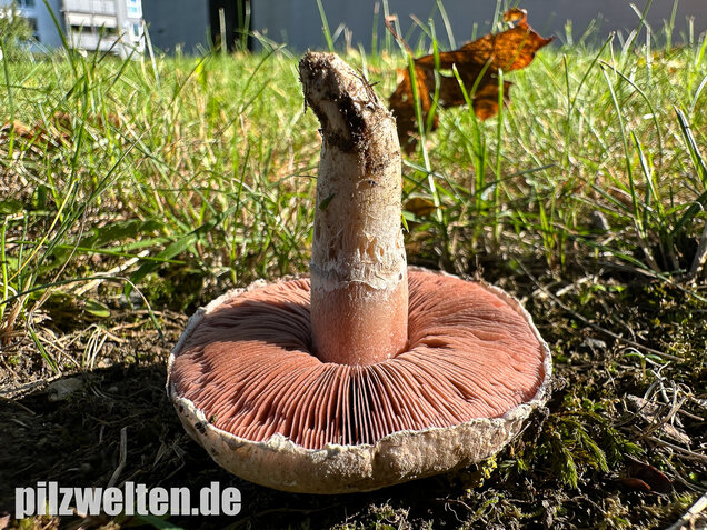 Braunschuppiger Wiesenchampignon, Agaricus moellerianus