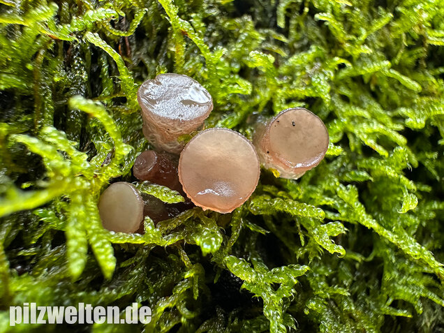 Buchenkreisling, Buchen-Gallertkreisling, Neobulgaria pura