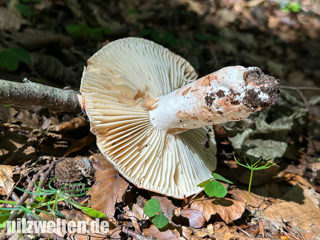 Dickblättriger Schwärztäubling, Russula nigricans
