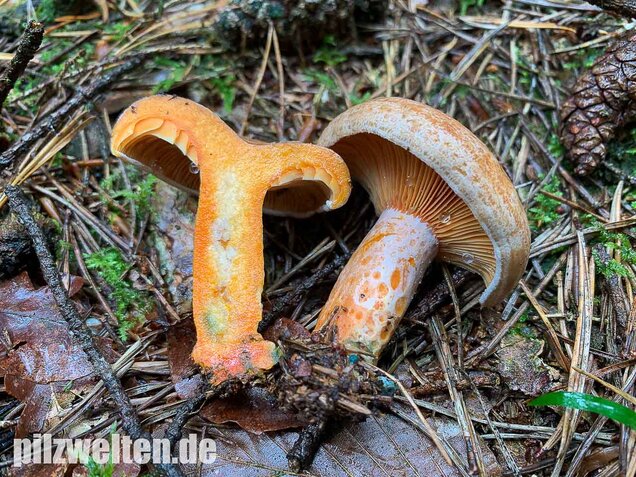 Edelreizker, Lactarius deliciosus