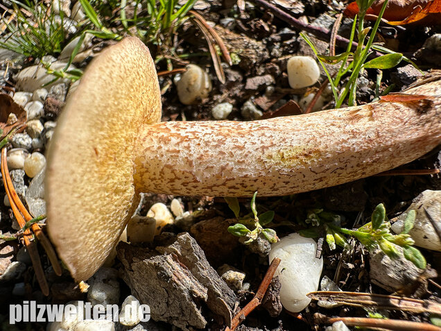 Elfenbeinröhrling, Weymouthsröhrling, Suillus placidus