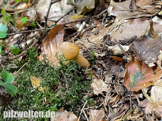 Filziger Gelbfuß, Chroogomphus helveticus