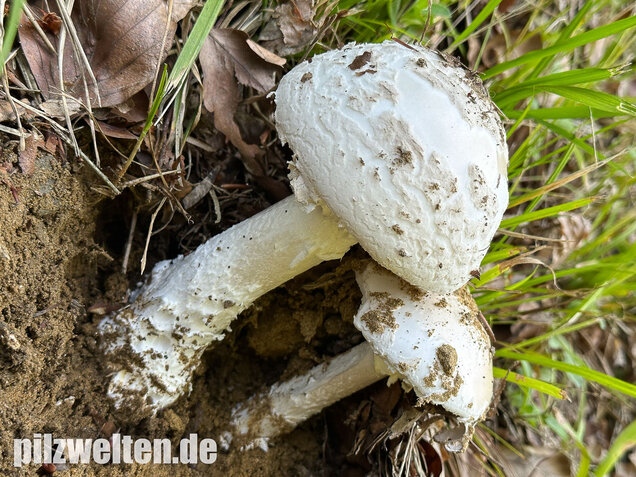 Fransiger Wulstling, Amanita strobiliformis