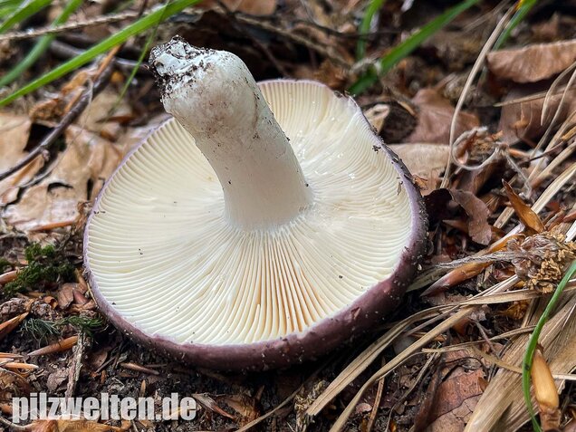 Frauentäubling, Russula cyanoxantha