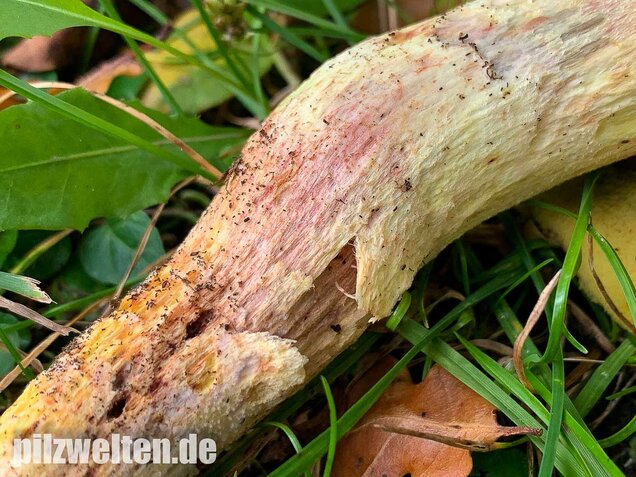 Gehämmerter Röhrling, Hemileccinum depilatum