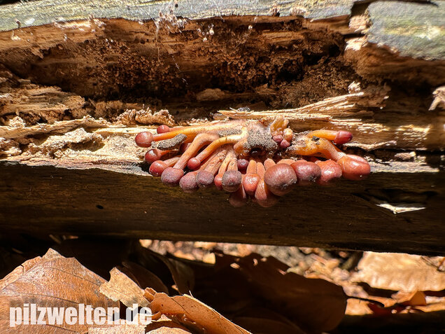 Gelbstieliger Nitrathelmling, Gelbfüßiger Nitrosehelmling, Mycena renati