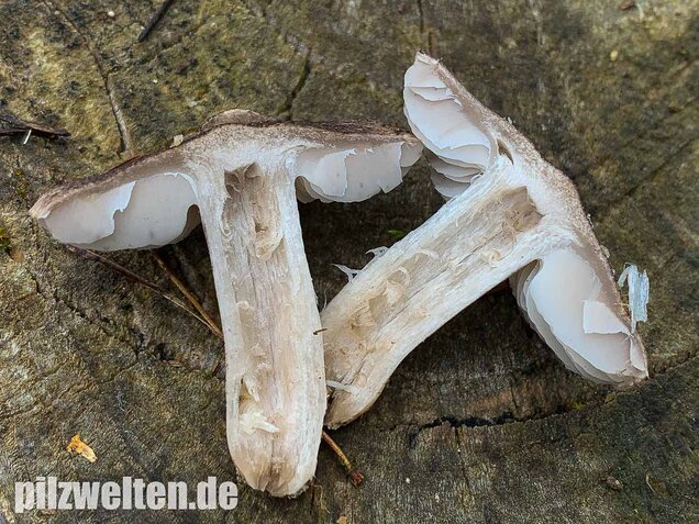 Gemeiner Erdritterling, Tricholoma terreum