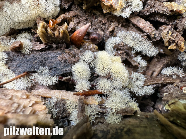 Geweihförmiger Schleimpilz, Ceratiomyxa fruticulosa