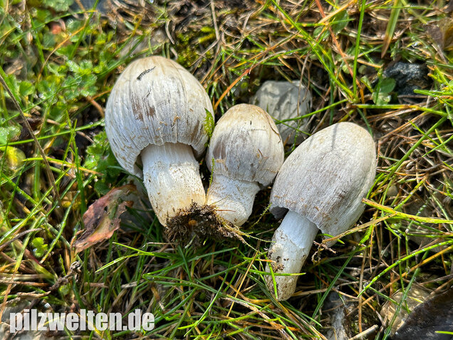 Grauer Faltentintling, Coprinopsis atramentaria
