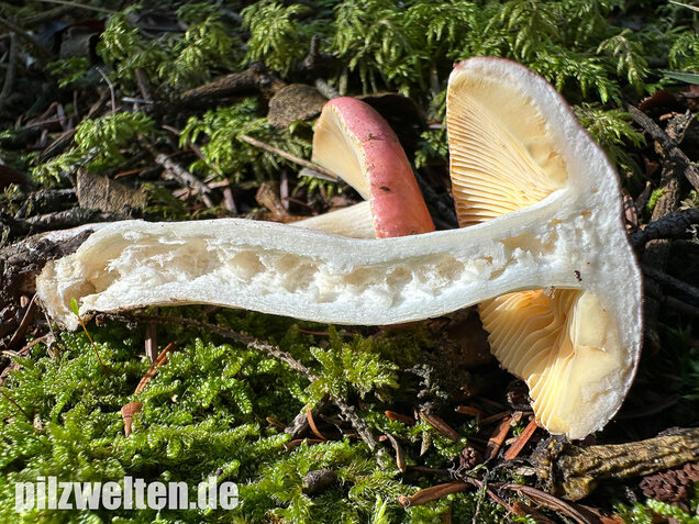 Hohlstieltäubling, Weißtannentäubling, Russula cavipes