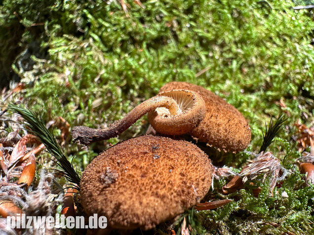 Igelschüppchenschnitzling, Phaeomarasmius erinaceus