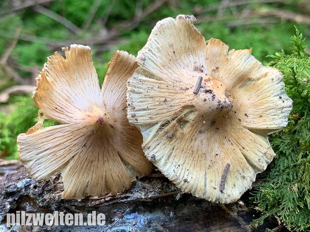 Kegeliger Risspilz, Inocybe rimosa