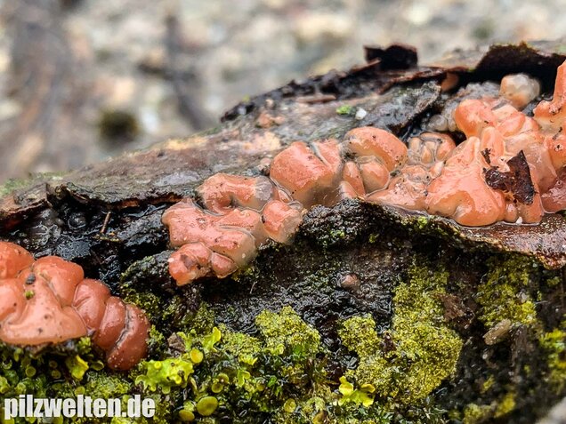 Kirschbaum-Kraterpilz, Craterocolla cerasi