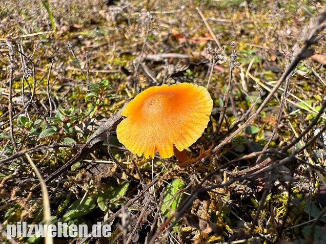 Kugelsporiger Saftling, Hygrocybe subglobispora