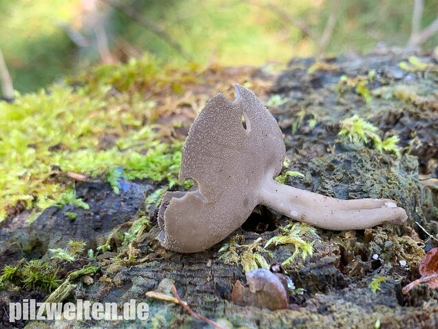 Langstielige Becherlorchel, Helvella macropus