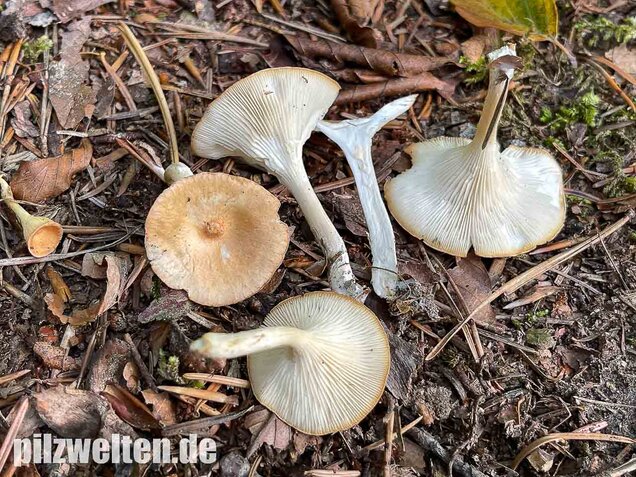 Ockerbrauner Trichterling, Infundibulicybe gibba