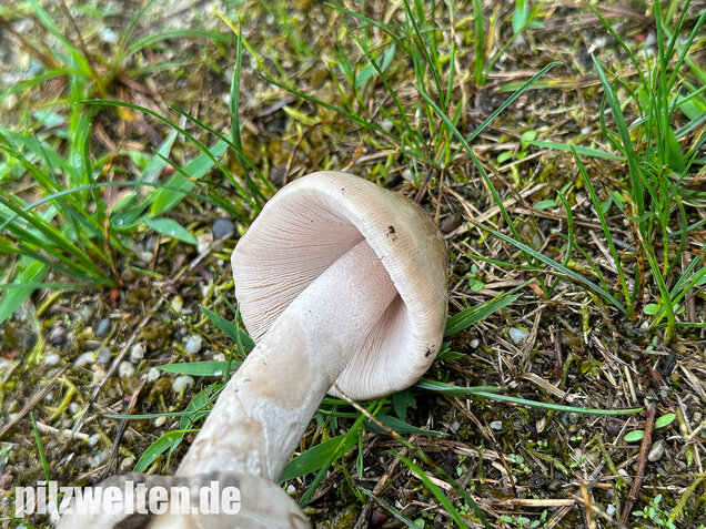 Ockergrauer Scheidenstreifling, Ockergrauer Riesenstreifling, Amanita lividopallescens