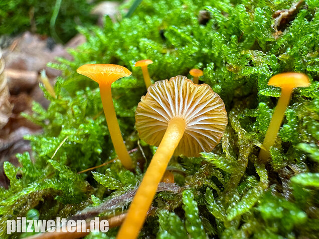 Orangeroter Heftelnabeling, Gelber Moosnabeling, Rickenella fibula