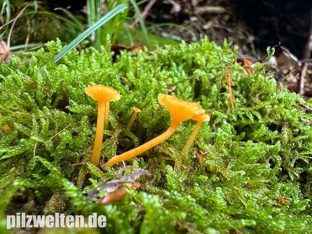 Orangeroter Heftelnabeling, Gelber Moosnabeling, Rickenella fibula