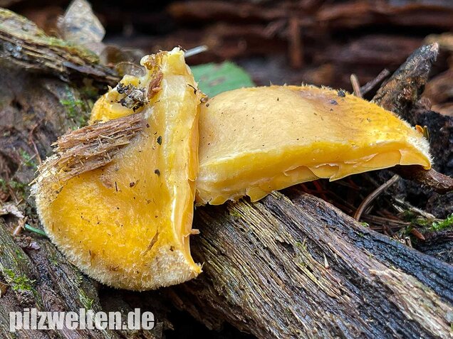 Orangeseitling, Phyllotopsis nidulans