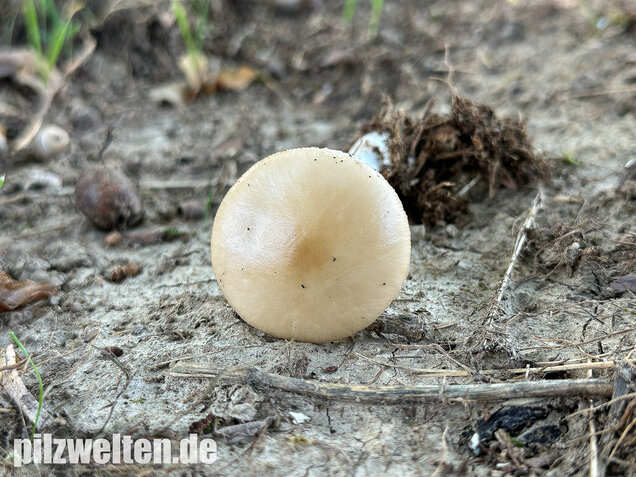 Pantherpilz, Pantherwulstling, Amanita pantherina