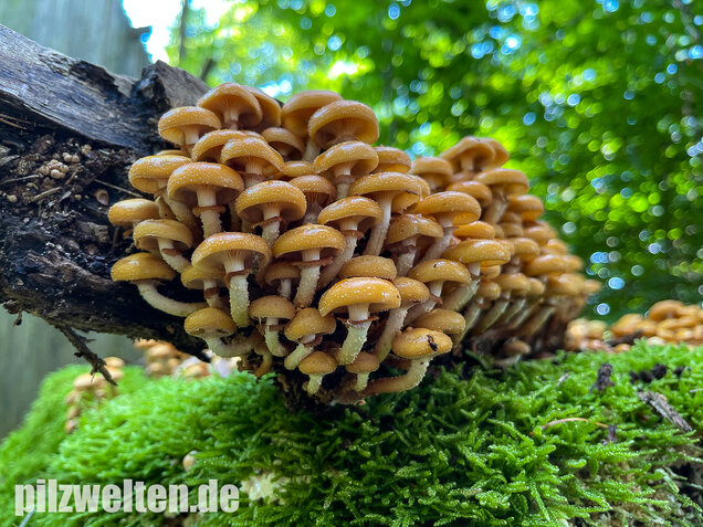 Stockschwämmchen, Kuehneromyces mutabilis