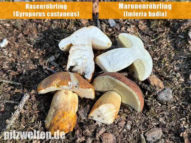 Hasenröhrling, Zimtröhrling, Gyroporus castaneus