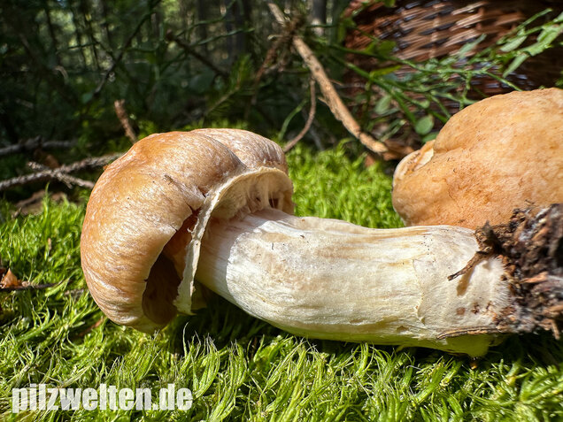 Reifpilz, Cortinarius caperatus